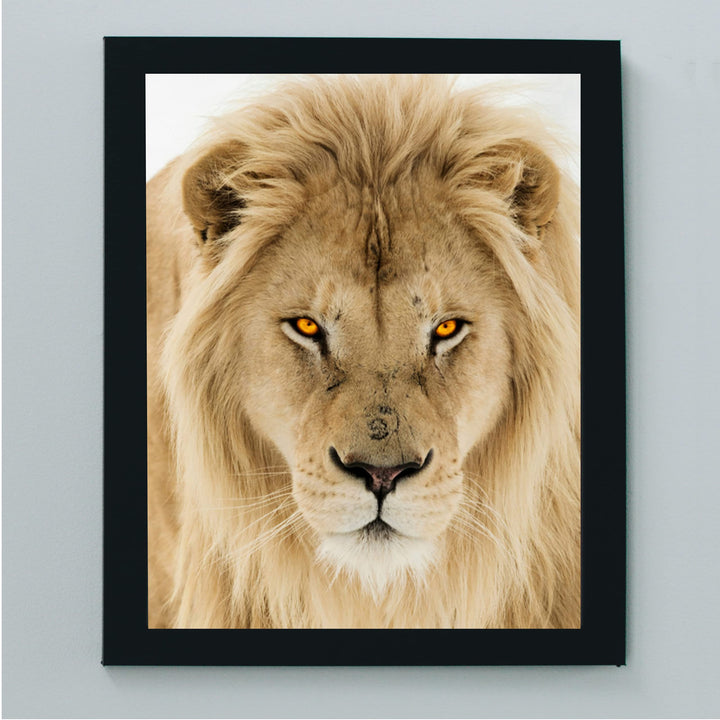 Majestic King of the Jungle-Ferocious Lion Photo Print - 8 x 10 Wall Art- Ready to Frame- Home-Office Decor &amp; Wall Prints for Animal, Safari &amp; Jungle Themes. Great Gift for Big Cat &amp; Safari Lovers.