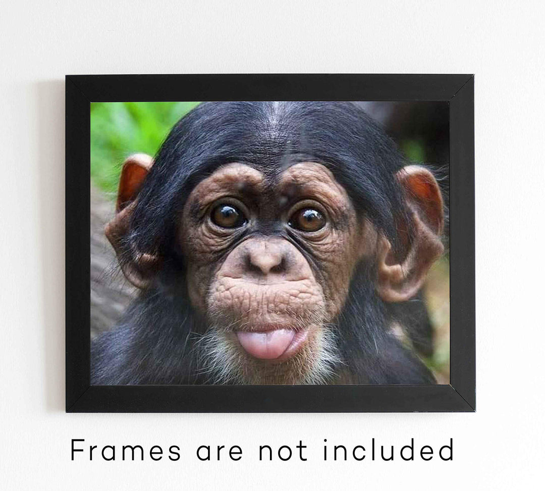 Baby Chimp w/Funny Face- 10 x 8" Photographic Wall Art Print- Ready to Frame. Home-Nursery-Party Decor. Perfect for Zoo Themes &amp; Children&