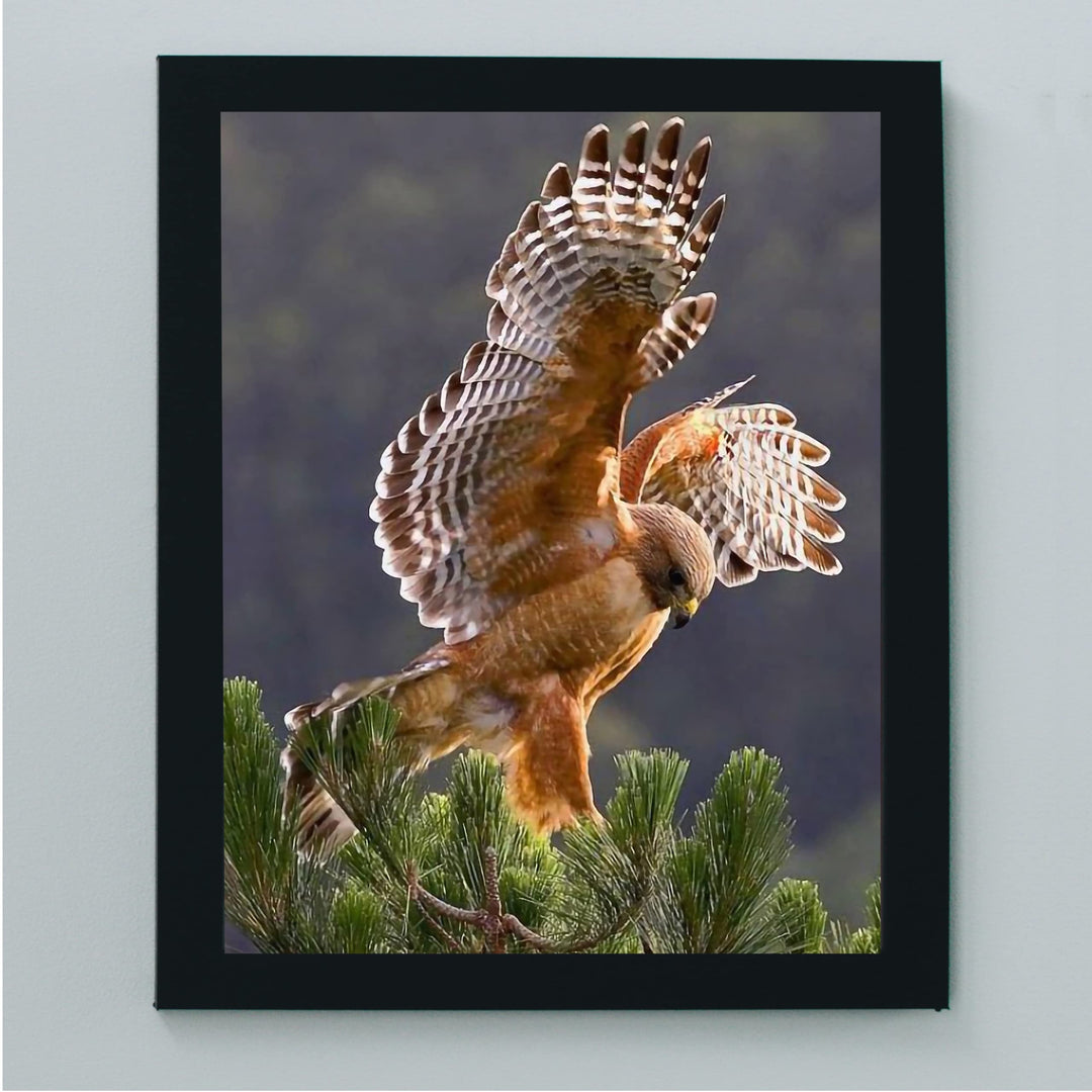 Red-Tailed Hawk Taking Flight Motivational Bird Wall Art -8 x 10" Hawk Photo Print -Ready to Frame. Inspirational Home-Office-School-Cave Decor. Great Picture for Animal &amp; Birds Theme Wall Decor!