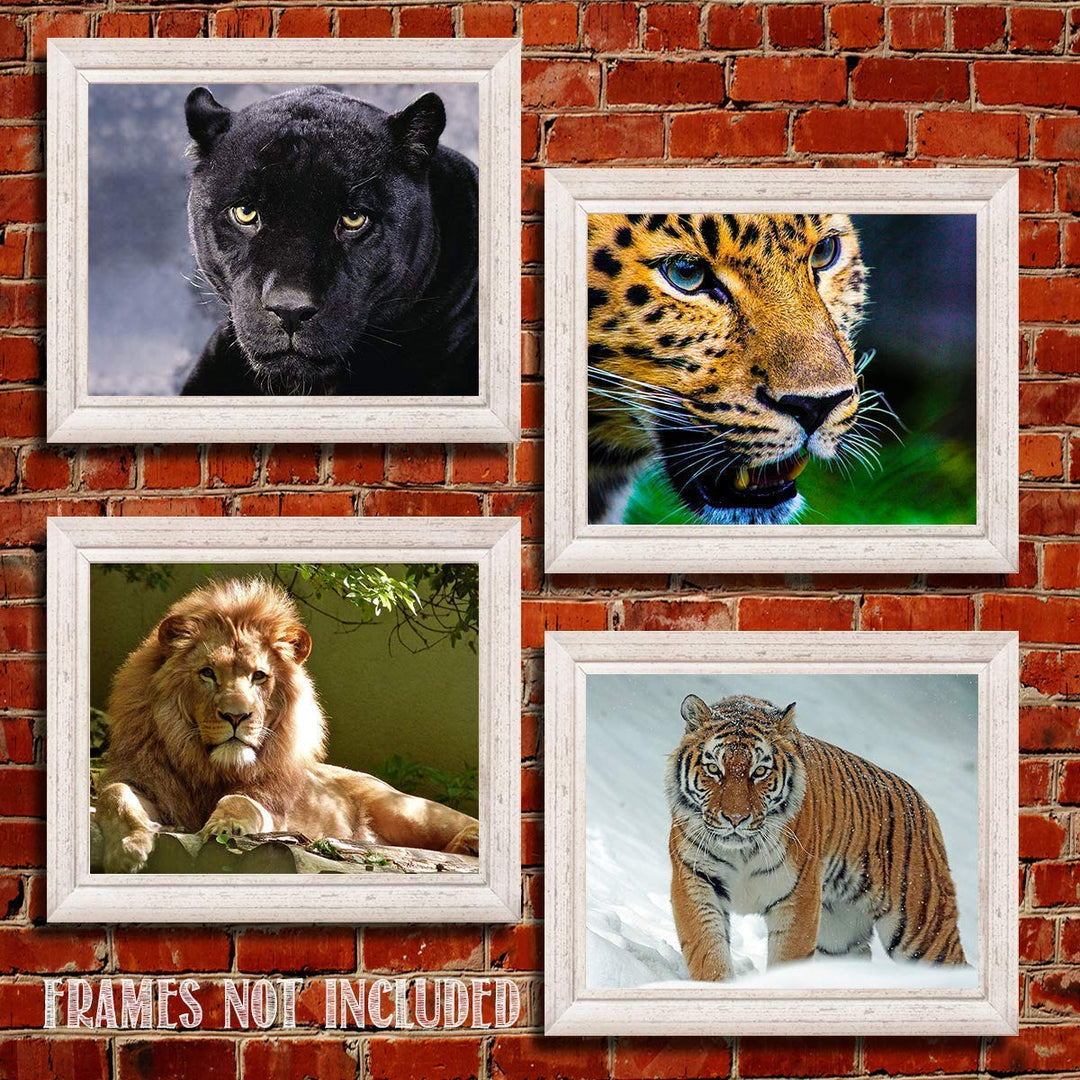 Big Beautiful Cats-4 Image Set- 8 x 10 Wall Art- Ready to Frame-Home D?cor, Office D?cor &amp; Wall Prints for Animal, Safari &amp; Jungle Theme Wall Decor. Get Up Close to Lion, Tiger, Panther &amp; Cheetah.