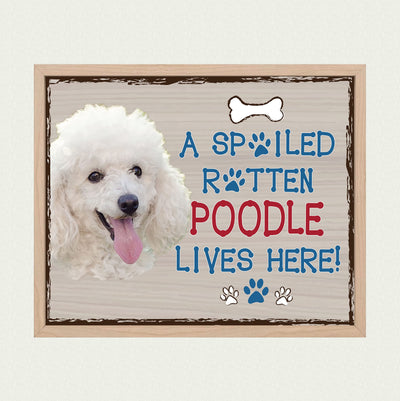 Poodle-Dog Poster Print-10 x 8" Wall Decor Sign-Ready To Frame."A Spoiled Rotten Poodle Lives Here". Perfect Pet Wall Art for Home-Kitchen-Cave-Bar-Garage. Great Gift for All Poodle Owners.
