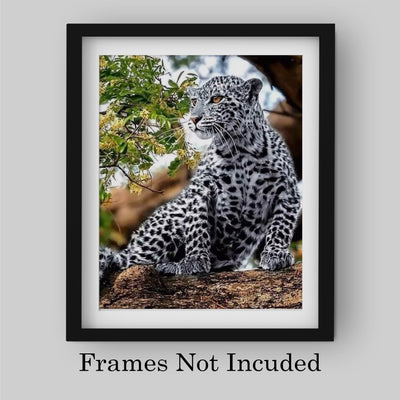 White Snow Leopard in Tree - 8 x 10" Wild Animals Print Wall Art- Ready to Frame. Big Cats Decor for Home-Office-Science Classroom-Library. Perfect Photo for Zoo, Animal, Safari & Jungle Themes!