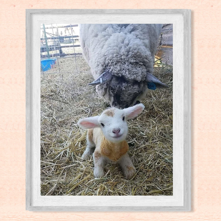 Baby Lamb With Momma Sheep-8 x 10" Funny Farm Animals Print Wall Art -Ready to Frame. Fun Decor for Home-Office-Classroom-Nursery. Perfect Photo for Farmhouse &amp; Animal Themes! Great Christian Gift!