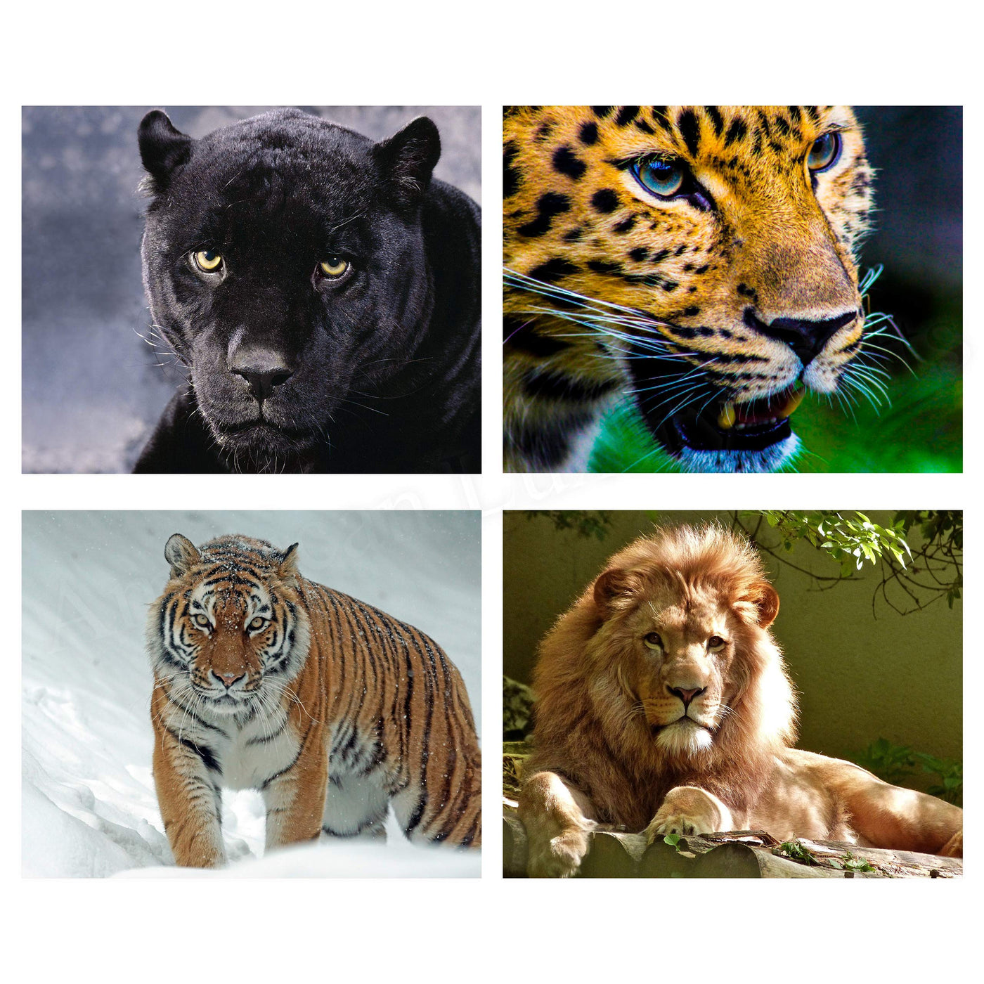 Big Beautiful Cats-4 Image Set- 8 x 10 Wall Art- Ready to Frame-Home D?cor, Office D?cor & Wall Prints for Animal, Safari & Jungle Theme Wall Decor. Get Up Close to Lion, Tiger, Panther & Cheetah.