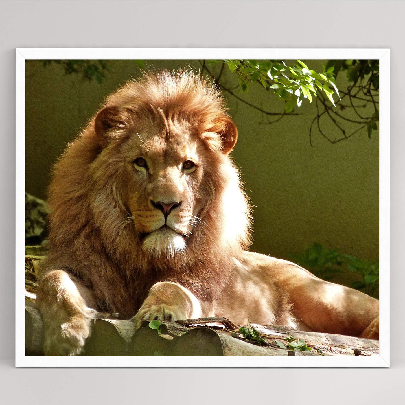 King of the Jungle- Beautiful Lion - 8 x 10 Wall Art- Ready to Frame- Home D?cor, Office D?cor & Wall Prints for Animal, Safari & Jungle Theme Wall Decor. Great Gift for Cat & Safari Lovers.