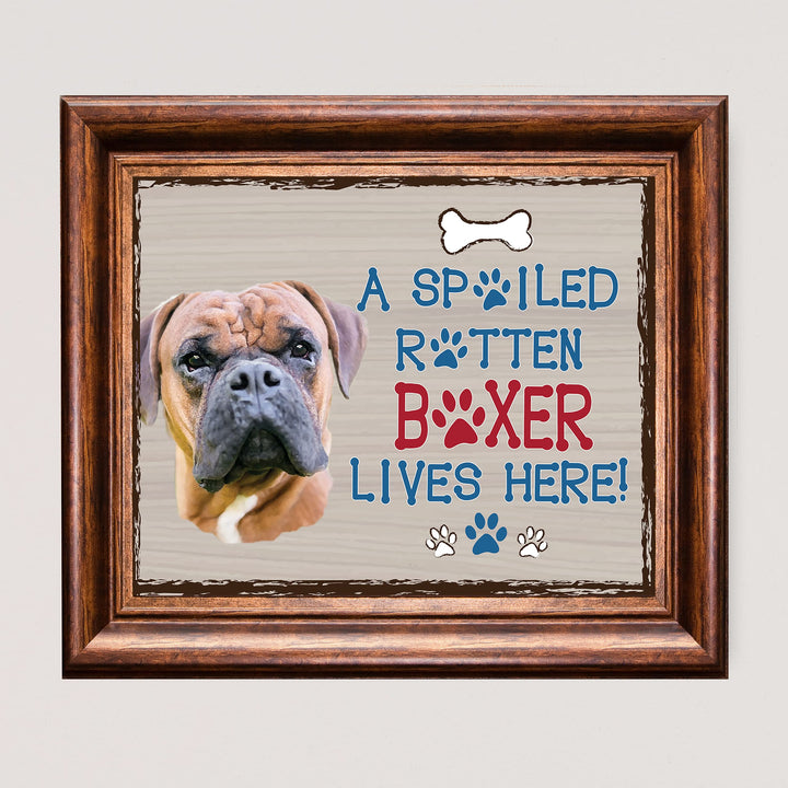Boxer-Dog Poster Print- 10 x 8" Wall Decor Sign-Ready To Frame."A Spoiled Rotten Boxer Lives Here". Perfect Pet Wall Art for Home-Kitchen-Cave-Bar-Garage. Great Gift for All Brindle Boxer Lovers.