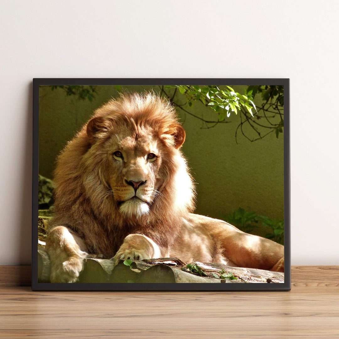 King of the Jungle- Beautiful Lion - 8 x 10 Wall Art- Ready to Frame- Home D?cor, Office D?cor &amp; Wall Prints for Animal, Safari &amp; Jungle Theme Wall Decor. Great Gift for Cat &amp; Safari Lovers.