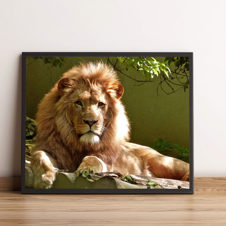 King of the Jungle- Beautiful Lion - 8 x 10 Wall Art- Ready to Frame- Home D?cor, Office D?cor &amp; Wall Prints for Animal, Safari &amp; Jungle Theme Wall Decor. Great Gift for Cat &amp; Safari Lovers.