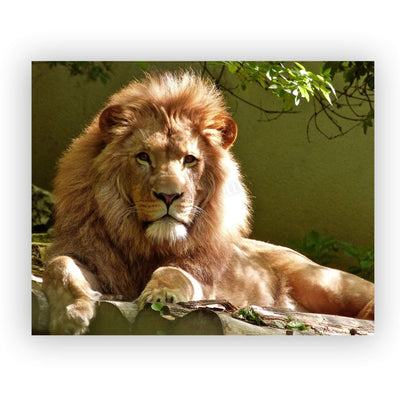 King of the Jungle- Beautiful Lion - 8 x 10 Wall Art- Ready to Frame- Home D?cor, Office D?cor & Wall Prints for Animal, Safari & Jungle Theme Wall Decor. Great Gift for Cat & Safari Lovers.