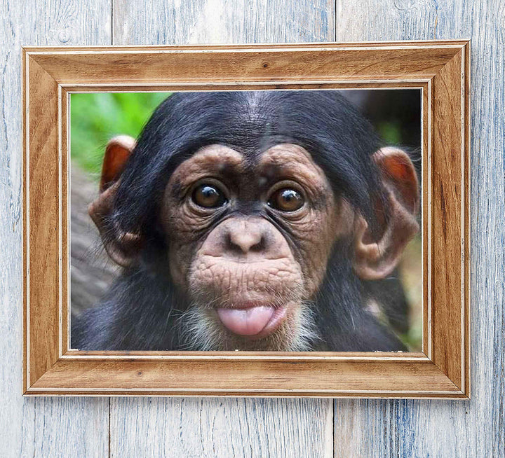 Baby Chimp w/Funny Face- 10 x 8" Photographic Wall Art Print- Ready to Frame. Home-Nursery-Party Decor. Perfect for Zoo Themes &amp; Children&