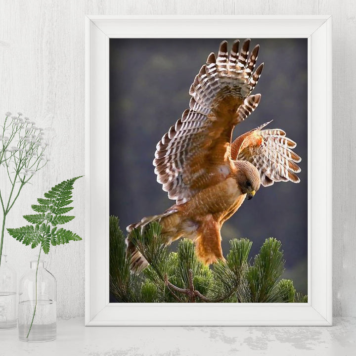 Red-Tailed Hawk Taking Flight Motivational Bird Wall Art -8 x 10" Hawk Photo Print -Ready to Frame. Inspirational Home-Office-School-Cave Decor. Great Picture for Animal &amp; Birds Theme Wall Decor!