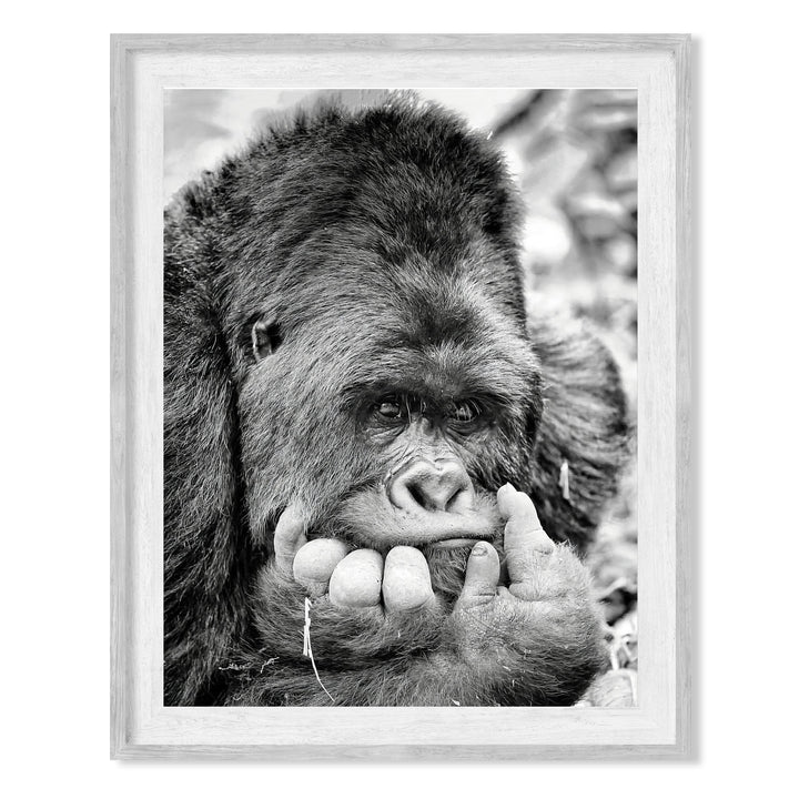 Gorilla Deep In Thought- 8 x 10" Jungle Animals Wall Art Print -Ready to Frame. Home-Office-Nursery-Zoo Pictures Decor. Wall Prints for Animal Themes &amp; Children&