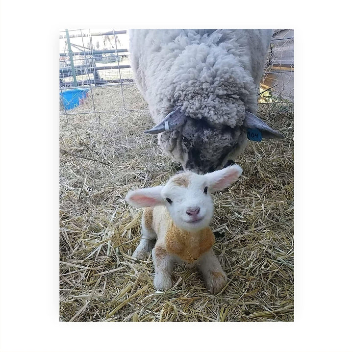 Baby Lamb With Momma Sheep-8 x 10" Funny Farm Animals Print Wall Art -Ready to Frame. Fun Decor for Home-Office-Classroom-Nursery. Perfect Photo for Farmhouse &amp; Animal Themes! Great Christian Gift!