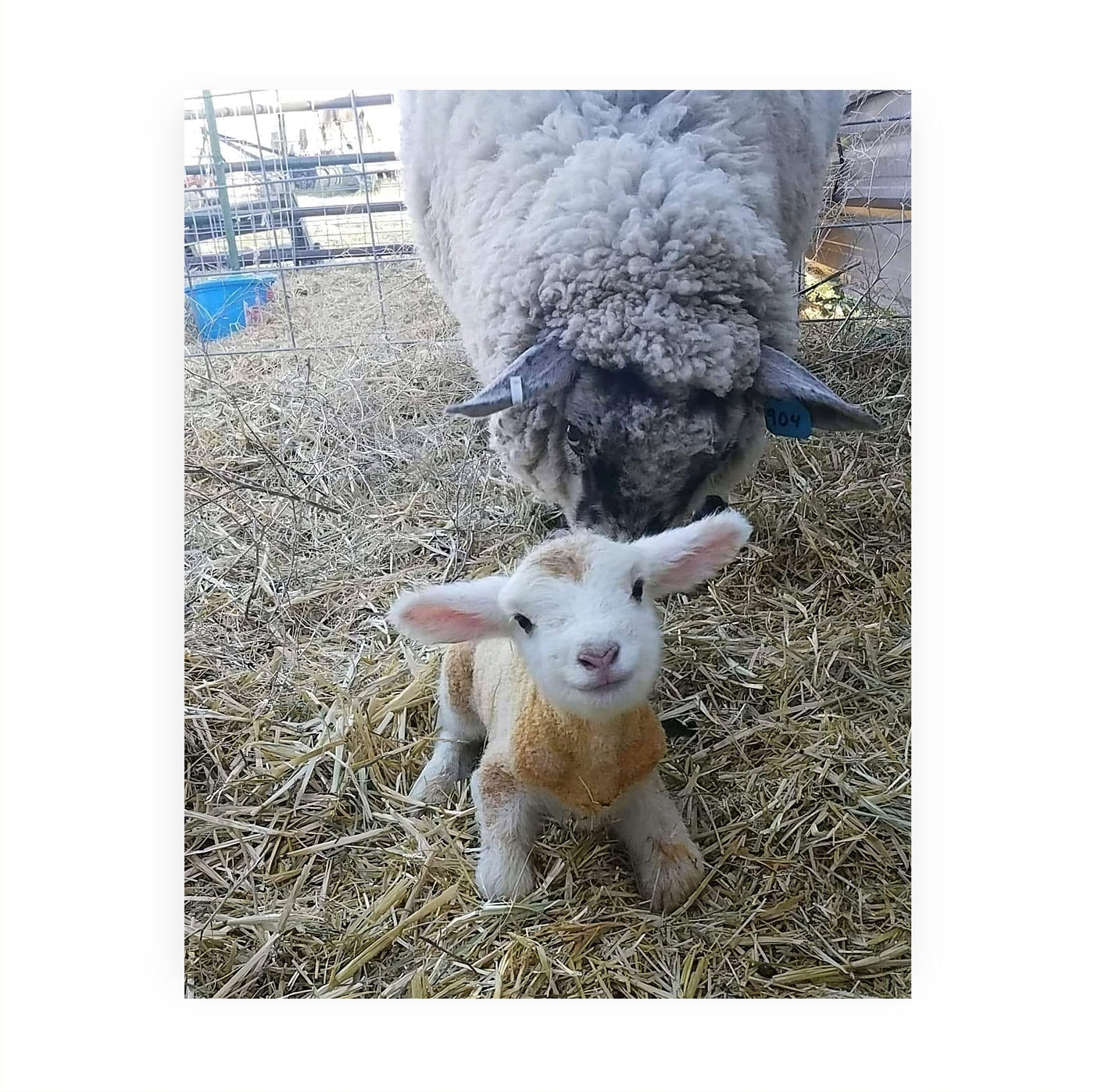 Baby Lamb With Momma Sheep-8 x 10" Funny Farm Animals Print Wall Art -Ready to Frame. Fun Decor for Home-Office-Classroom-Nursery. Perfect Photo for Farmhouse & Animal Themes! Great Christian Gift!