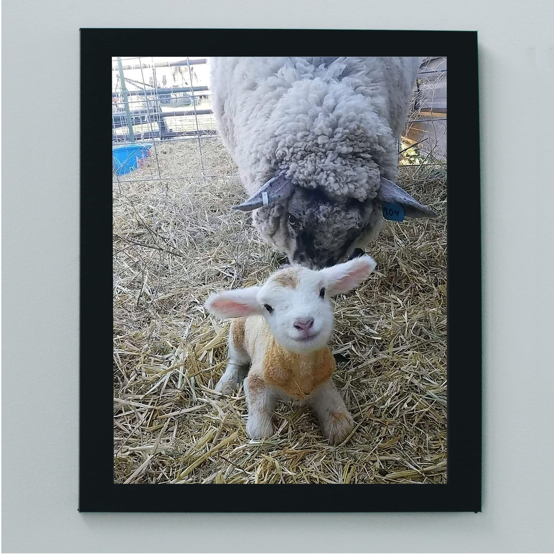 Baby Lamb With Momma Sheep-8 x 10" Funny Farm Animals Print Wall Art -Ready to Frame. Fun Decor for Home-Office-Classroom-Nursery. Perfect Photo for Farmhouse &amp; Animal Themes! Great Christian Gift!