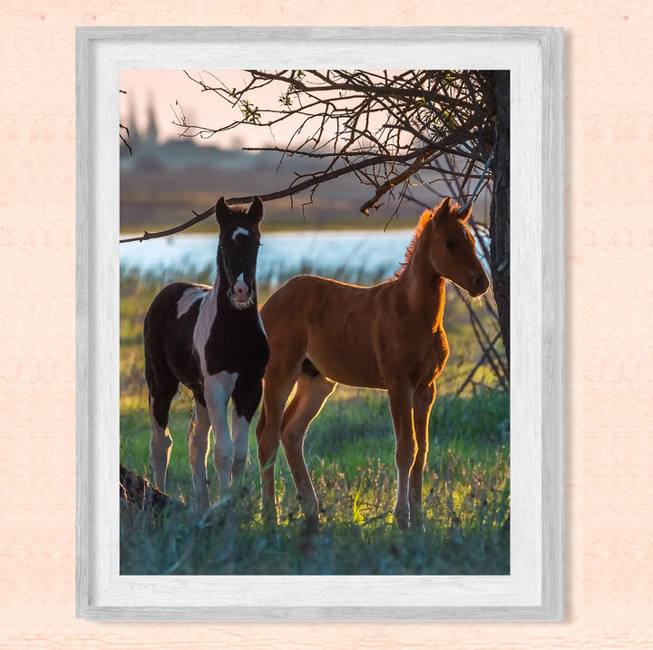 Curious Colts- 8 x 10" Horse Photo Print Wall Art-Ready to Frame. Beautiful Black-White &amp; Tan Horses. Home-Office-Bar Decor for Equestrian Themes &amp; Children&