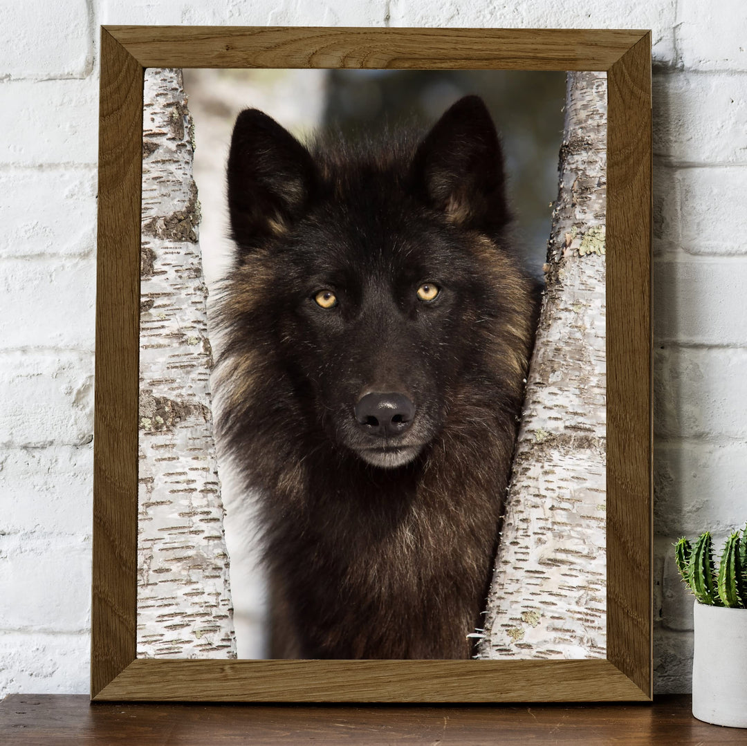 Black Wolf in the Woods- 8 x 10" Wild Animals Wall Art Print -Ready to Frame. Wildlife Pictures for Home-Office-Classroom-Zoo Decor. Wall Prints for Animal Themes &amp; Native American Indian Decor!