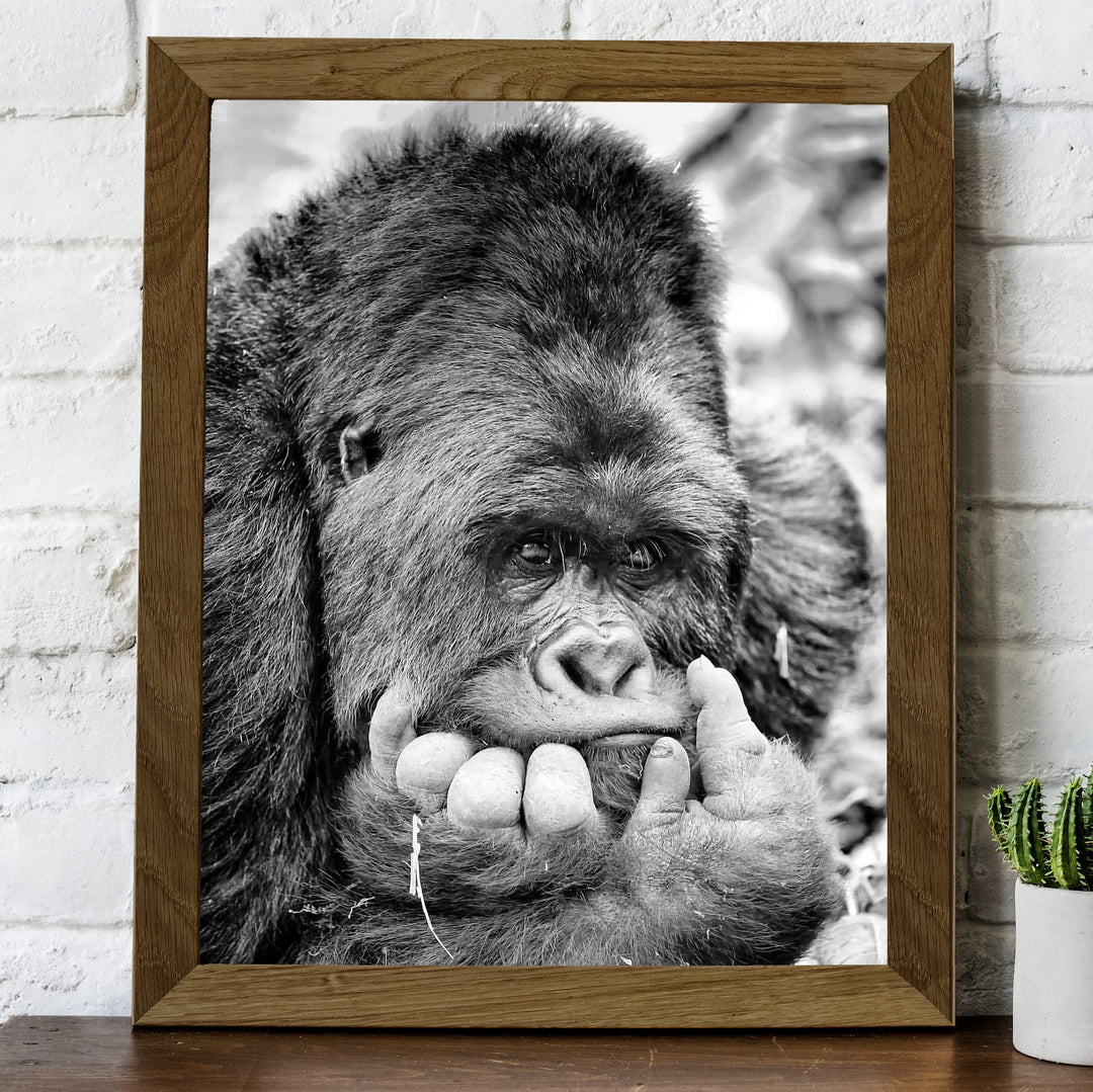 Gorilla Deep In Thought- 8 x 10" Jungle Animals Wall Art Print -Ready to Frame. Home-Office-Nursery-Zoo Pictures Decor. Wall Prints for Animal Themes &amp; Children&