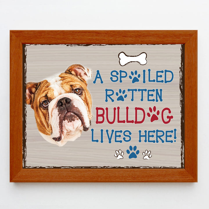 Bulldog-Dog Poster Print- 10 x 8" Wall Decor Sign-Ready To Frame."A Spoiled Rotten Bulldog Lives Here". Perfect Pet Wall Art for Home-Kitchen-Cave-Bar-Garage. Great Gift for All Bulldog Lovers.