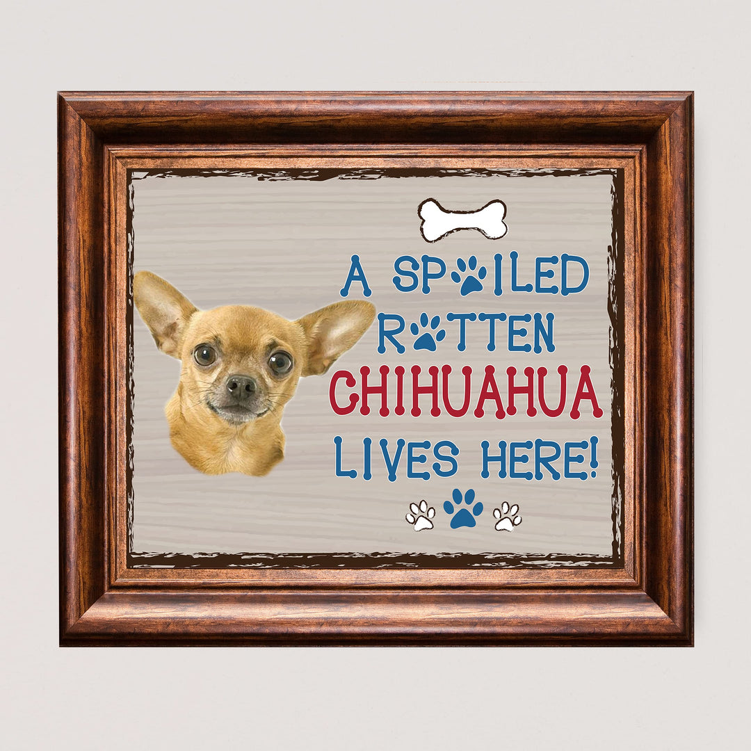 Chihuahua-Dog Poster Print-10 x 8" Wall Decor Sign-Ready To Frame."A Spoiled Rotten Chihuahua Lives Here". Perfect Pet Wall Art for Home-Kitchen-Cave-Garage. Great Gift for Chihuahua Owners!