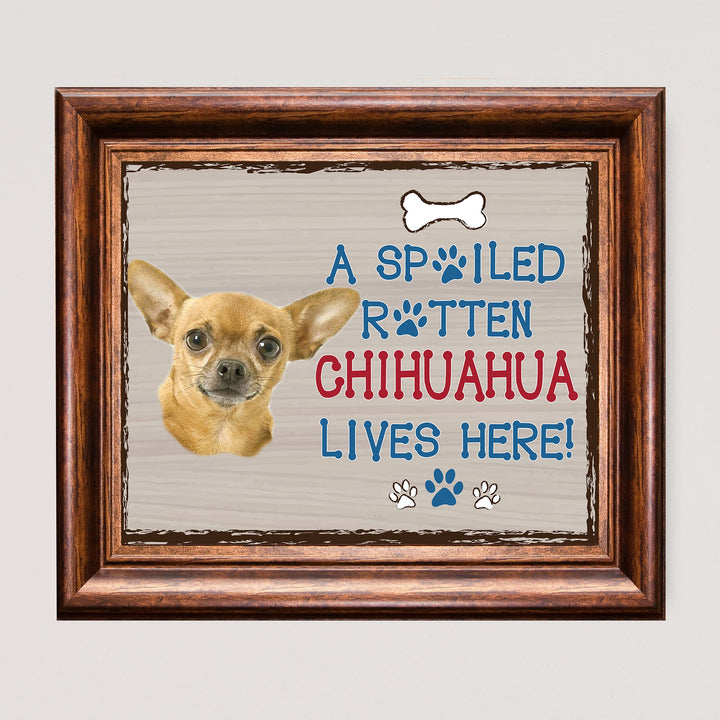Chihuahua-Dog Poster Print-10 x 8" Wall Decor Sign-Ready To Frame."A Spoiled Rotten Chihuahua Lives Here". Perfect Pet Wall Art for Home-Kitchen-Cave-Garage. Great Gift for Chihuahua Owners!