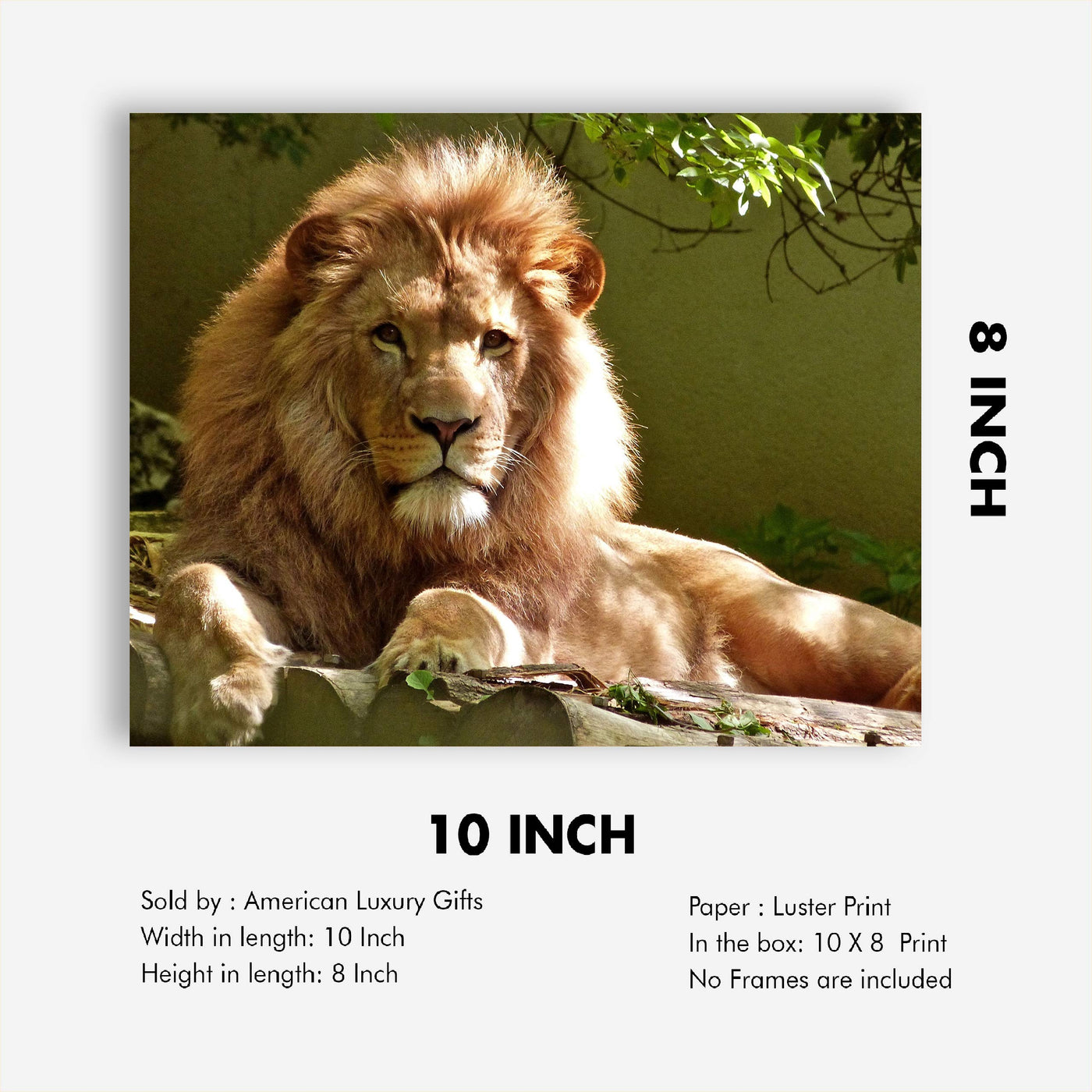 King of the Jungle- Beautiful Lion - 8 x 10 Wall Art- Ready to Frame- Home D?cor, Office D?cor & Wall Prints for Animal, Safari & Jungle Theme Wall Decor. Great Gift for Cat & Safari Lovers.