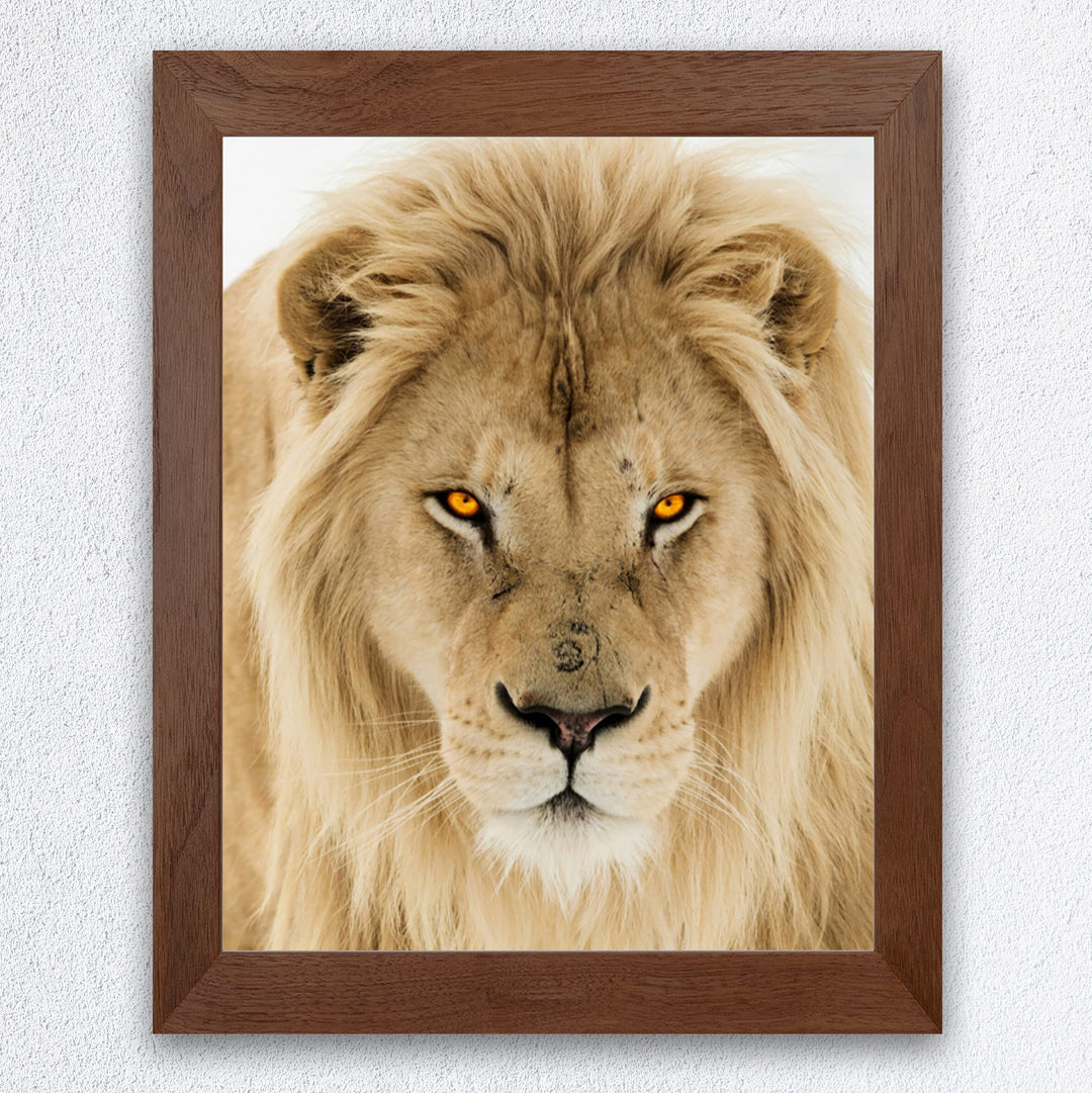 Majestic King of the Jungle-Ferocious Lion Photo Print - 8 x 10 Wall Art- Ready to Frame- Home-Office Decor &amp; Wall Prints for Animal, Safari &amp; Jungle Themes. Great Gift for Big Cat &amp; Safari Lovers.