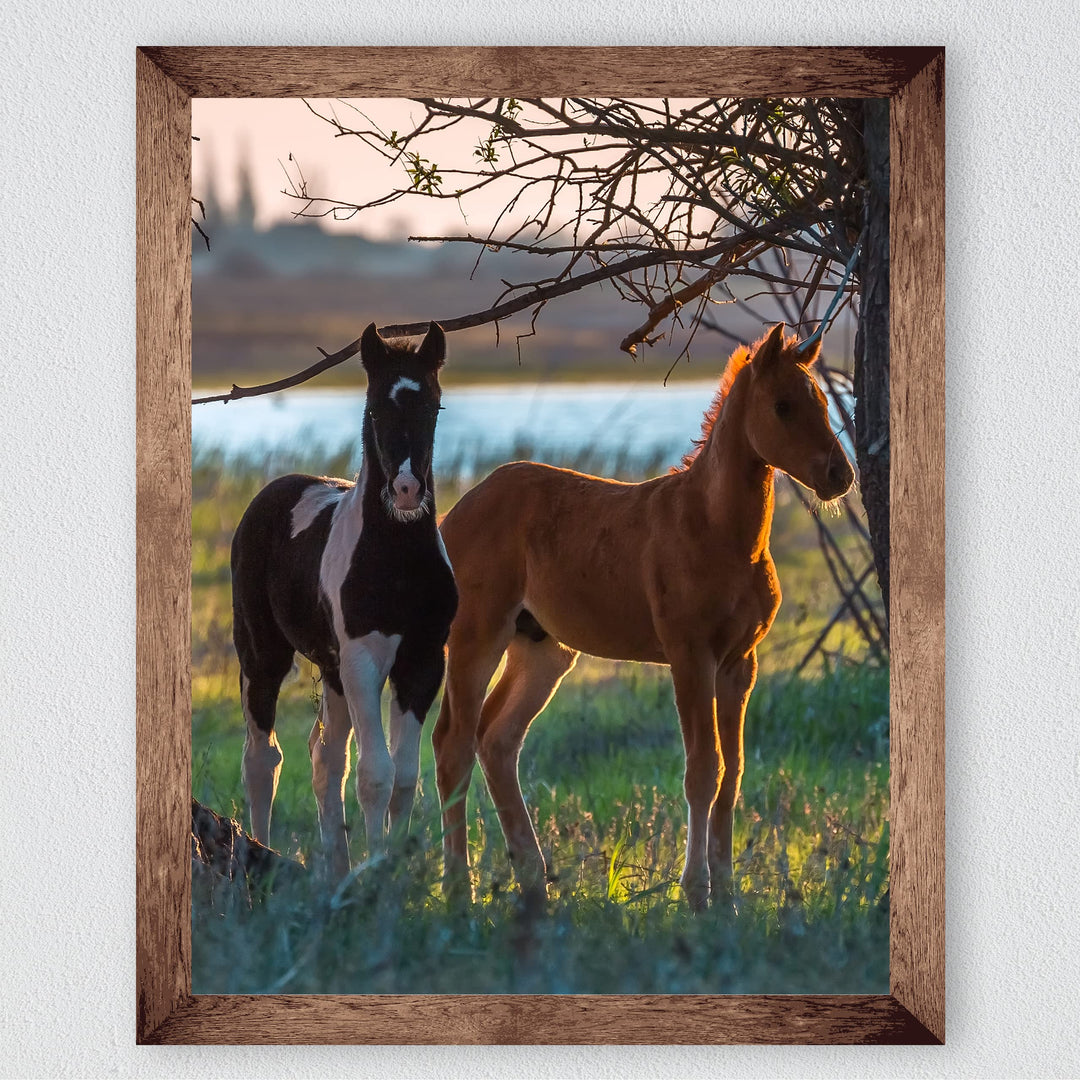 Curious Colts- 8 x 10" Horse Photo Print Wall Art-Ready to Frame. Beautiful Black-White &amp; Tan Horses. Home-Office-Bar Decor for Equestrian Themes &amp; Children&