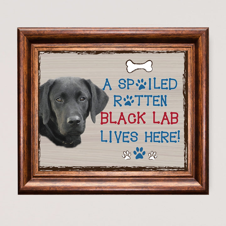 Black Lab-Dog Poster Print-10 x 8" Wall Decor Sign-Ready To Frame."A Spoiled Rotten Black Lab Lives Here". Perfect Pet Wall Art for Home-Kitchen-Cave-Bar-Garage. Great Gift for Labrador Lovers.