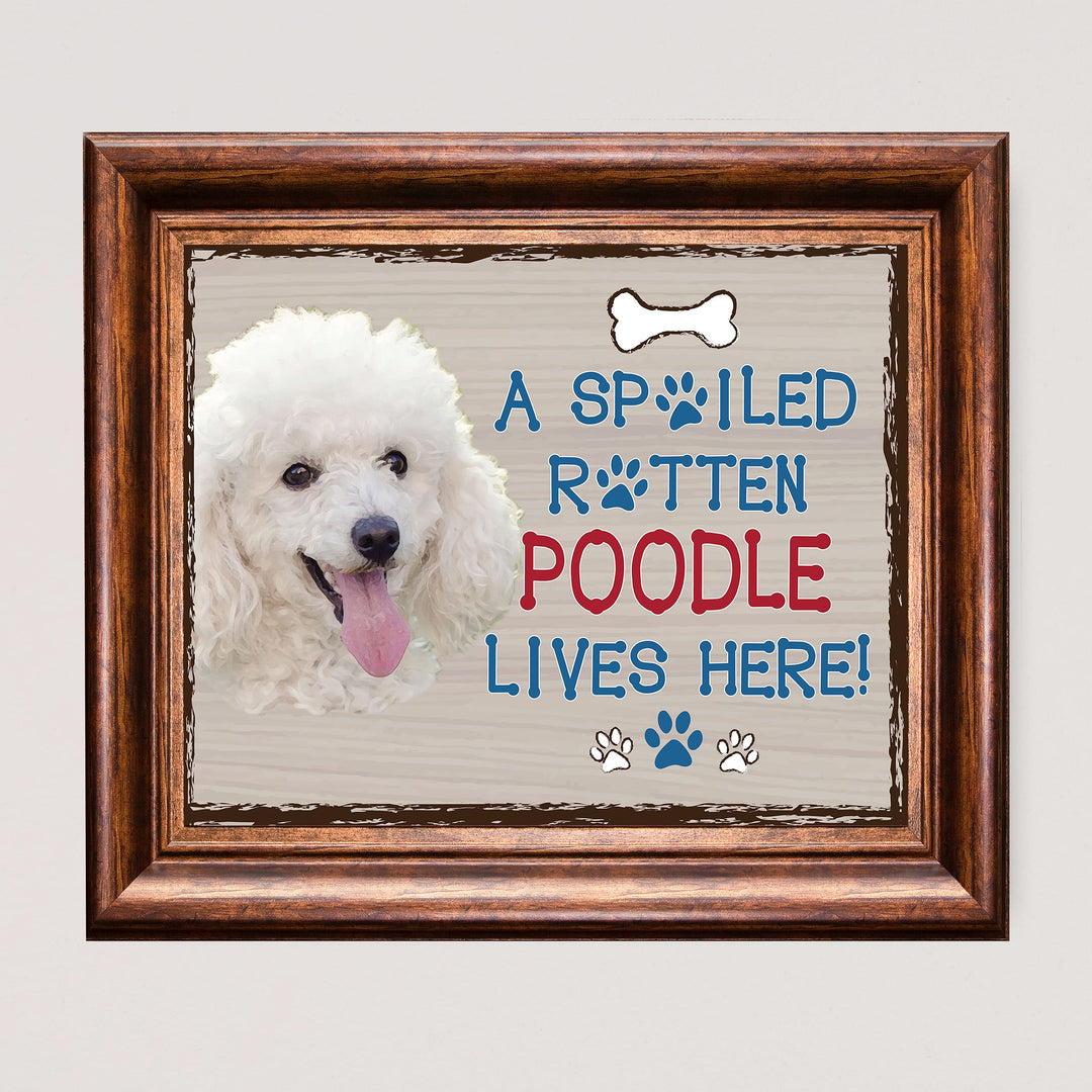 Poodle-Dog Poster Print-10 x 8" Wall Decor Sign-Ready To Frame."A Spoiled Rotten Poodle Lives Here". Perfect Pet Wall Art for Home-Kitchen-Cave-Bar-Garage. Great Gift for All Poodle Owners.
