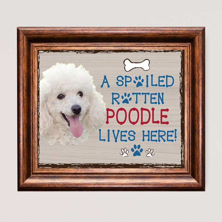 Poodle-Dog Poster Print-10 x 8" Wall Decor Sign-Ready To Frame."A Spoiled Rotten Poodle Lives Here". Perfect Pet Wall Art for Home-Kitchen-Cave-Bar-Garage. Great Gift for All Poodle Owners.