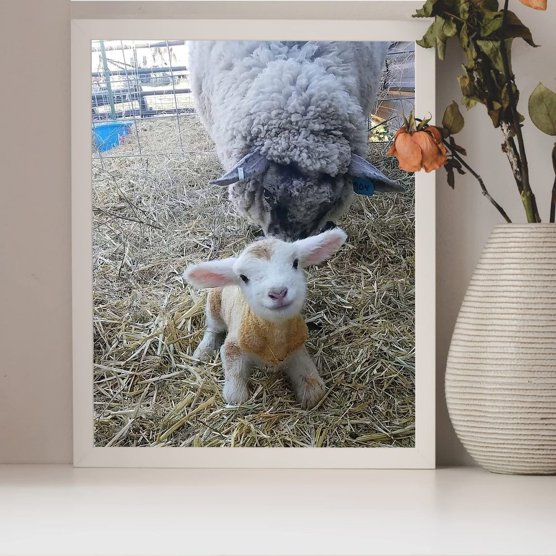 Baby Lamb With Momma Sheep-8 x 10" Funny Farm Animals Print Wall Art -Ready to Frame. Fun Decor for Home-Office-Classroom-Nursery. Perfect Photo for Farmhouse &amp; Animal Themes! Great Christian Gift!