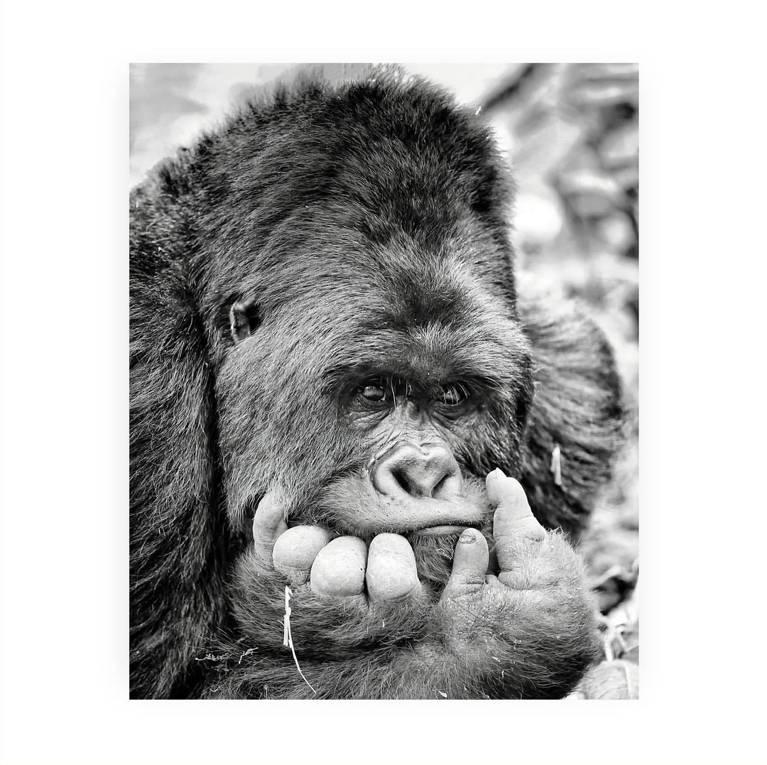 Gorilla Deep In Thought- 8 x 10" Jungle Animals Wall Art Print -Ready to Frame. Home-Office-Nursery-Zoo Pictures Decor. Wall Prints for Animal Themes &amp; Children&