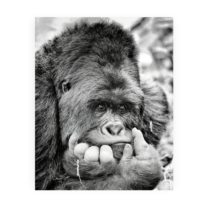 Gorilla Deep In Thought- 8 x 10" Jungle Animals Wall Art Print -Ready to Frame. Home-Office-Nursery-Zoo Pictures Decor. Wall Prints for Animal Themes &amp; Children&