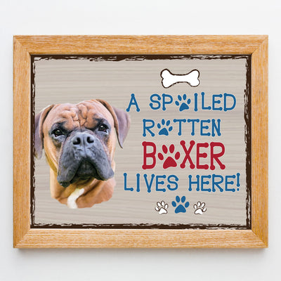 Boxer-Dog Poster Print- 10 x 8" Wall Decor Sign-Ready To Frame."A Spoiled Rotten Boxer Lives Here". Perfect Pet Wall Art for Home-Kitchen-Cave-Bar-Garage. Great Gift for All Brindle Boxer Lovers.