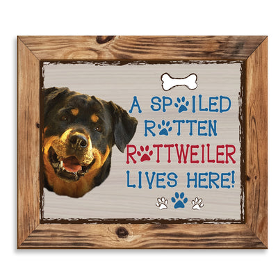 Rottweiler- Dog Poster Print- 10 x 8" Wall Decor Sign-Ready To Frame."A Spoiled Rotten Rottweiler Lives Here". Perfect Pet Wall Art for Home-Kitchen-Cave-Bar-Garage. Great Gift for Rottweiler Owners.