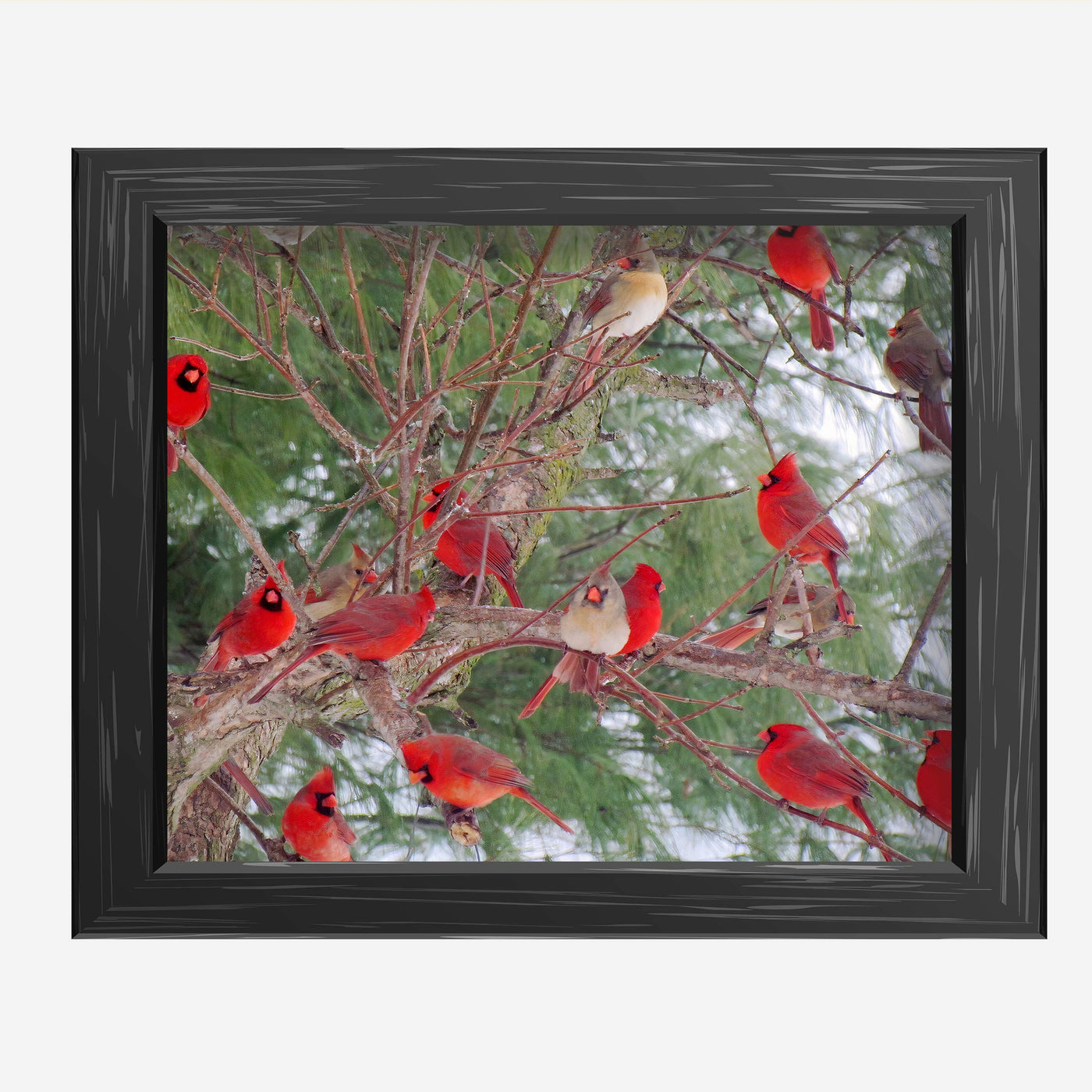 A Radiance of Cardinals-Inspirational Wall Art Decor -10 x 8" Winter Print w/Red Cardinal Bird Images In Tree-Ready to Frame. Home-Office-Holiday-Memorial Decor. Perfect Gift for Loved Ones!