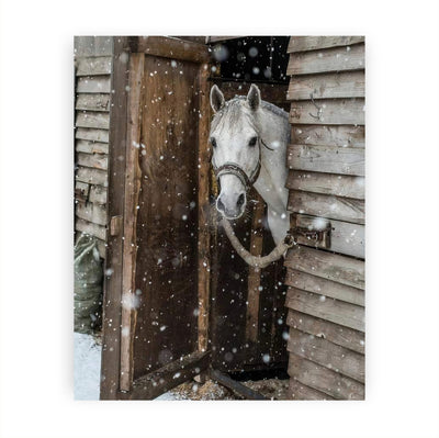 White Horse Peeking Out at the Snow- 8 x 10" Beautiful Country Photo Print Wall Art-Ready to Frame. Home-Office-Bar Decor for Equestrian Themes & Children's Bedroom. Perfect Gift-Horse Lovers.