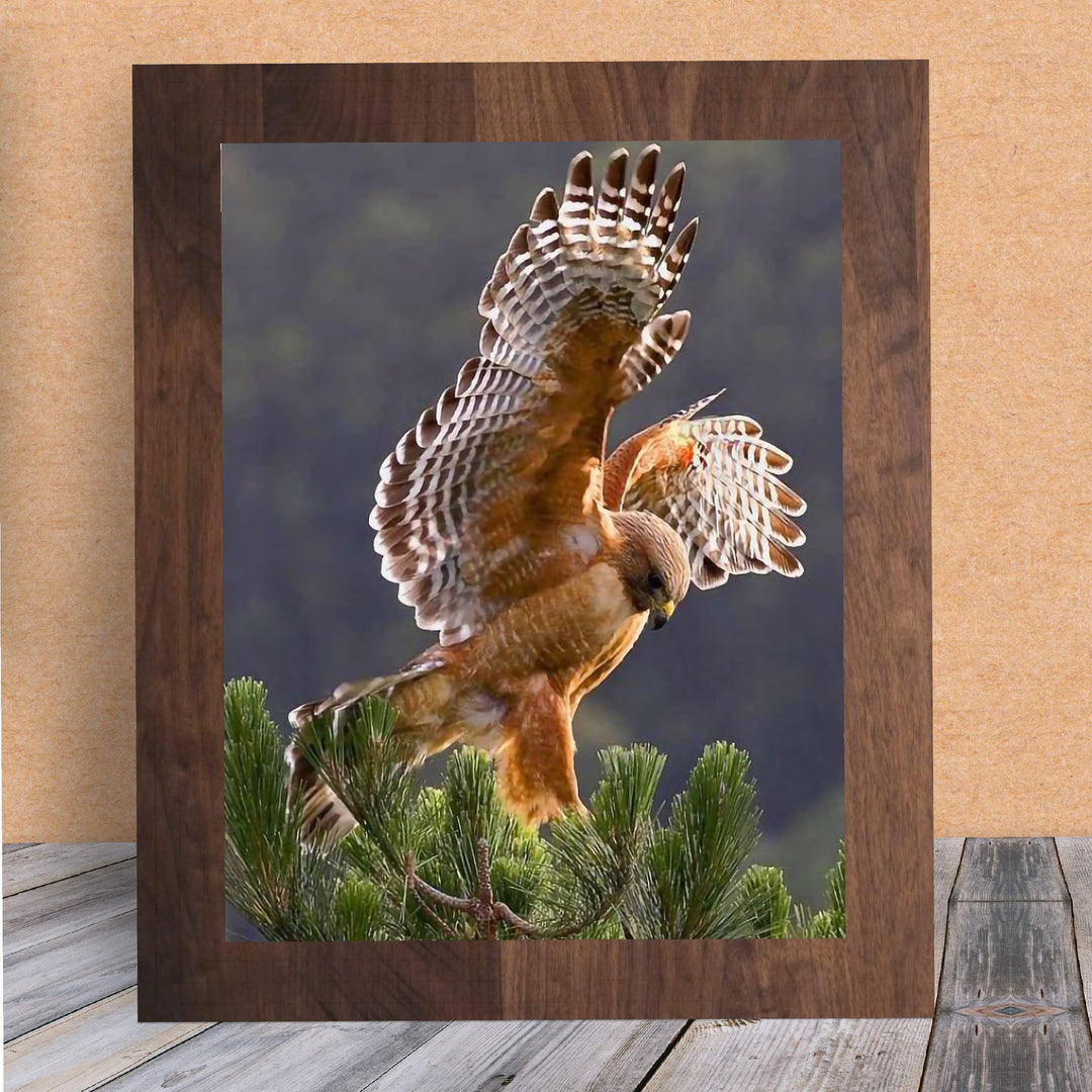 Red-Tailed Hawk Taking Flight Motivational Bird Wall Art -8 x 10" Hawk Photo Print -Ready to Frame. Inspirational Home-Office-School-Cave Decor. Great Picture for Animal &amp; Birds Theme Wall Decor!