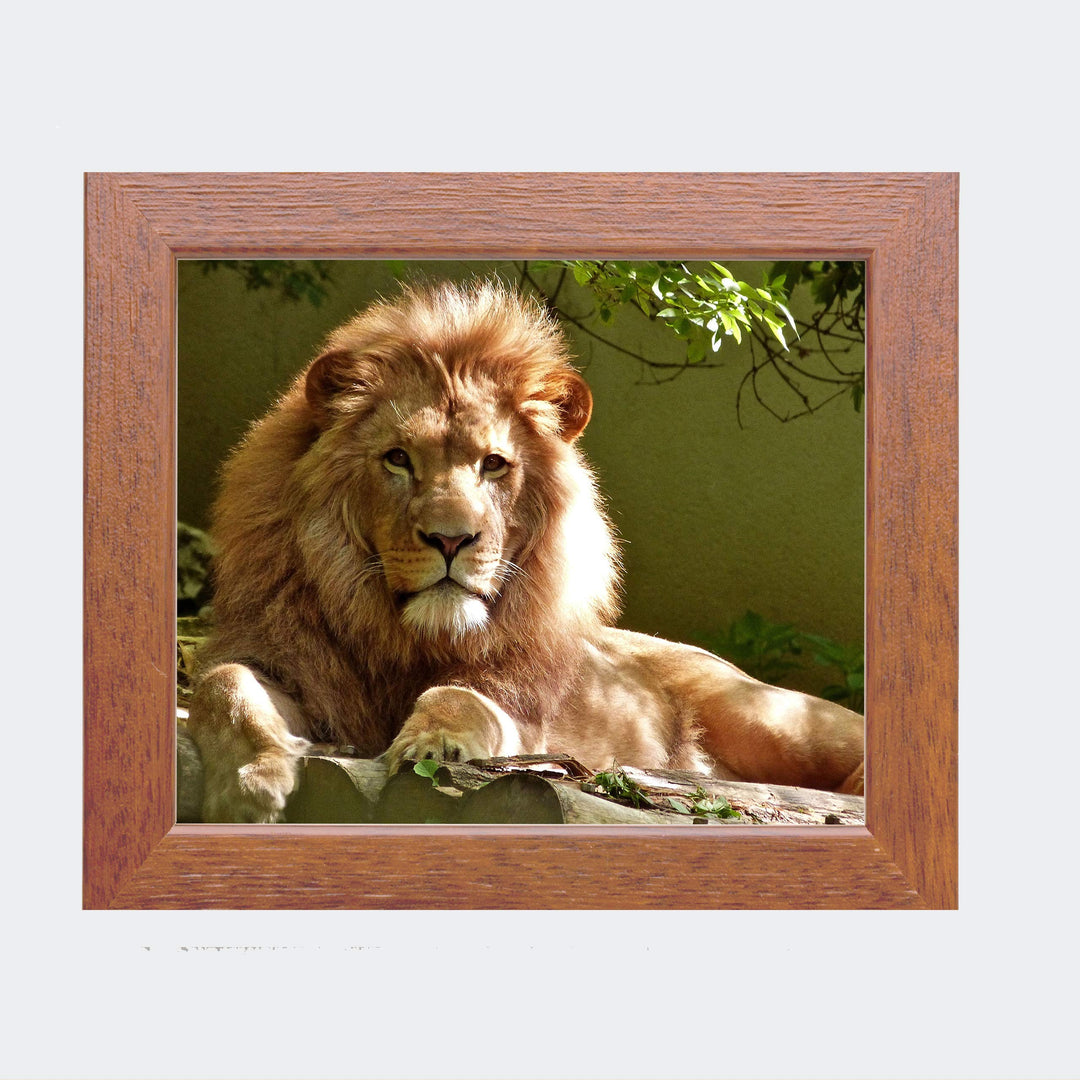 King of the Jungle- Beautiful Lion - 8 x 10 Wall Art- Ready to Frame- Home D?cor, Office D?cor &amp; Wall Prints for Animal, Safari &amp; Jungle Theme Wall Decor. Great Gift for Cat &amp; Safari Lovers.