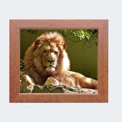 King of the Jungle- Beautiful Lion - 8 x 10 Wall Art- Ready to Frame- Home D?cor, Office D?cor & Wall Prints for Animal, Safari & Jungle Theme Wall Decor. Great Gift for Cat & Safari Lovers.
