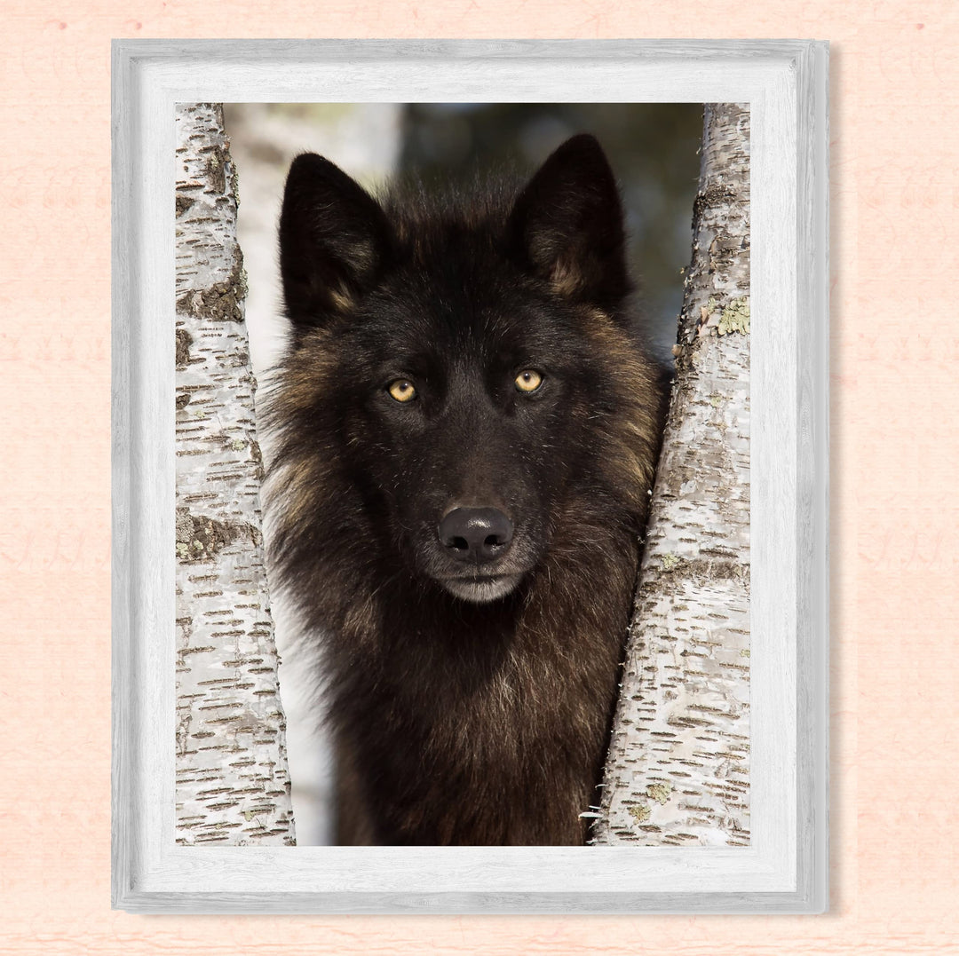 Black Wolf in the Woods- 8 x 10" Wild Animals Wall Art Print -Ready to Frame. Wildlife Pictures for Home-Office-Classroom-Zoo Decor. Wall Prints for Animal Themes &amp; Native American Indian Decor!