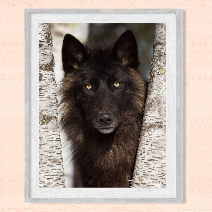 Black Wolf in the Woods- 8 x 10" Wild Animals Wall Art Print -Ready to Frame. Wildlife Pictures for Home-Office-Classroom-Zoo Decor. Wall Prints for Animal Themes &amp; Native American Indian Decor!