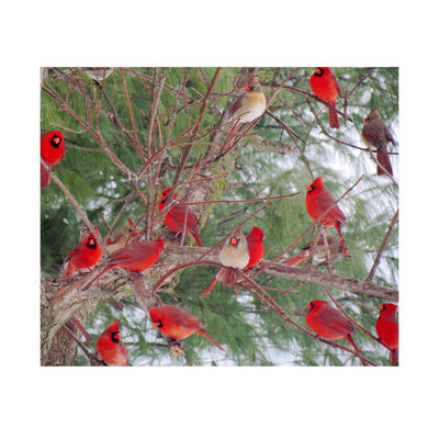 A Radiance of Cardinals-Inspirational Wall Art Decor -10 x 8" Winter Print w/Red Cardinal Bird Images In Tree-Ready to Frame. Home-Office-Holiday-Memorial Decor. Perfect Gift for Loved Ones!