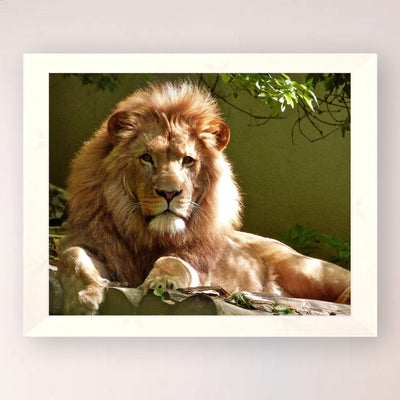 King of the Jungle- Beautiful Lion - 8 x 10 Wall Art- Ready to Frame- Home D?cor, Office D?cor & Wall Prints for Animal, Safari & Jungle Theme Wall Decor. Great Gift for Cat & Safari Lovers.