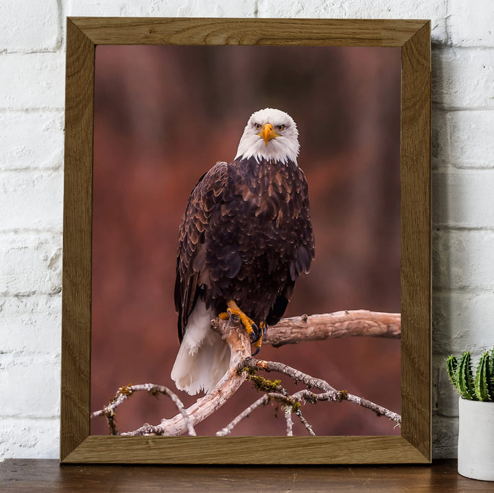Mighty Bald Eagle in Tree Motivational American Wall Art -8 x 10" Patriotic Eagle Photo Print -Ready to Frame. Inspirational Home-Office-School-Cave Decor. Great for Animal &amp; Political Themes!