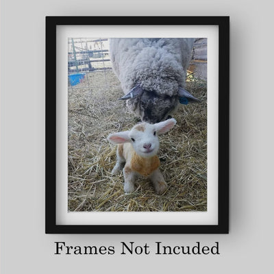 Baby Lamb With Momma Sheep-8 x 10" Funny Farm Animals Print Wall Art -Ready to Frame. Fun Decor for Home-Office-Classroom-Nursery. Perfect Photo for Farmhouse & Animal Themes! Great Christian Gift!