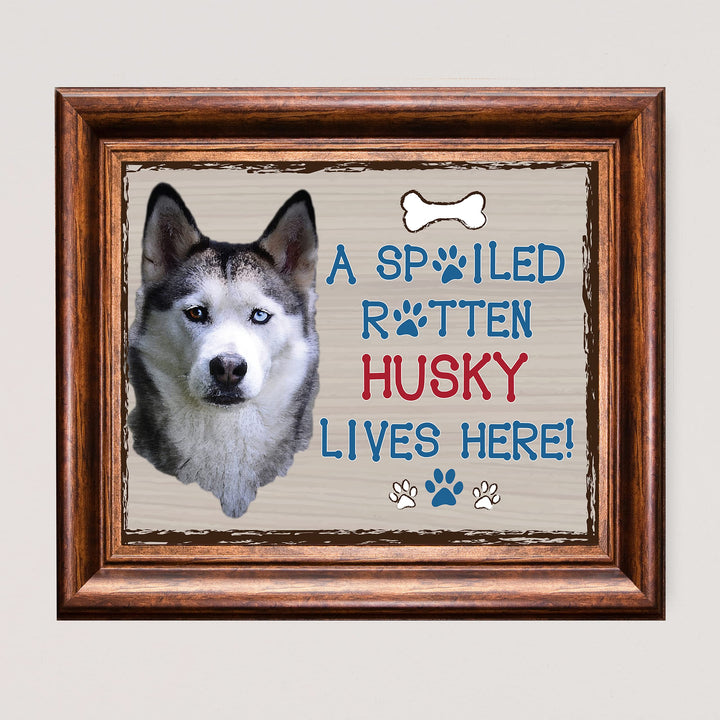 Siberian Husky-Dog Poster Print-10 x 8" Wall Decor Sign-Ready To Frame."A Spoiled Rotten Husky Lives Here". Perfect Pet Wall Art for Home-Kitchen-Cave-Bar-Garage. Great Gift for Siberian Husky Fans!
