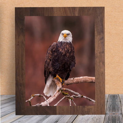 Mighty Bald Eagle in Tree Motivational American Wall Art -8 x 10" Patriotic Eagle Photo Print -Ready to Frame. Inspirational Home-Office-School-Cave Decor. Great for Animal & Political Themes!