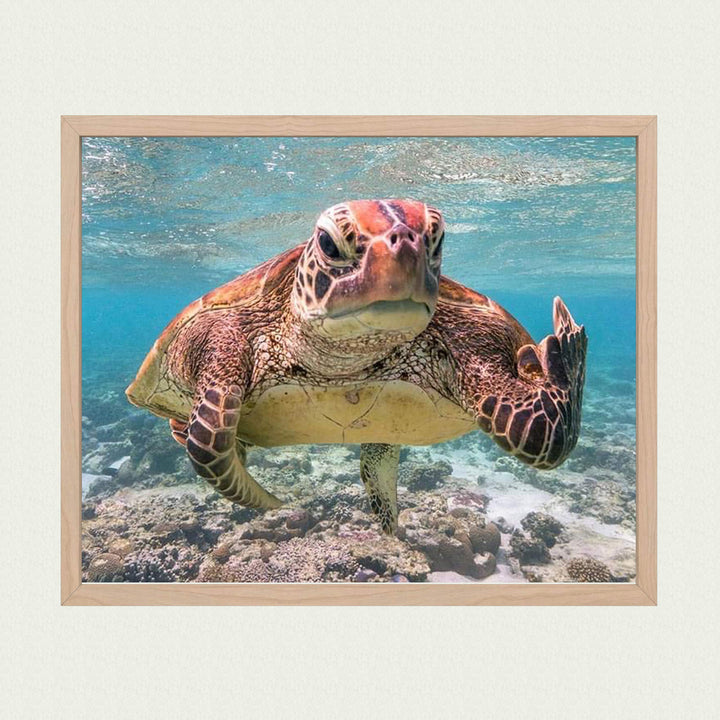 Sea Turtle Swimming In Ocean-Coral Reef -10x8" Colorful Marine Wall Art Print-Ready to Frame. Beach Decor for Home-Office-Studio-Beach House. Perfect for Coastal &amp; Nautical Themes! Great Gift!